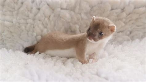 Get it Tomorrow, Jun 21. . Baby stoat for sale